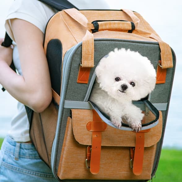 いざという時に愛犬を守る！犬避難用リュックで安心を手に入れる5選