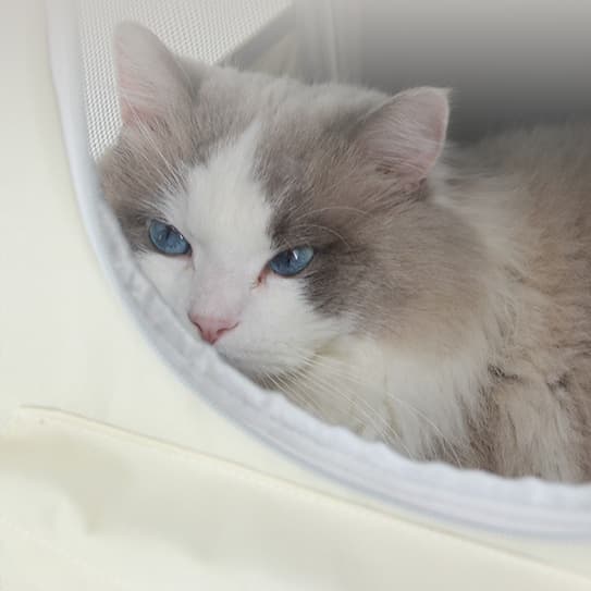 ペット キャリー 猫用透明窓付き 両用ペットリュック