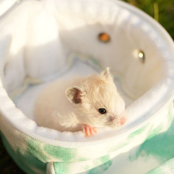 ペット キャリーハムスター用透明ドーム付き 小動物おでかけバッグ