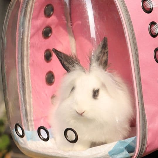 ペット キャリーうさぎの透明キャリーリュック