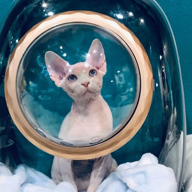 ペット キャリー 猫用宇宙船風透明キャリーバッグ