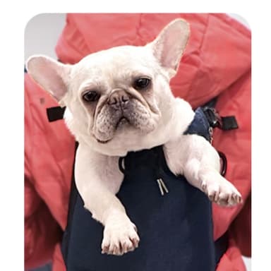 ペット キャリーバッグ 犬用両手フリー ペット抱っこバッグ