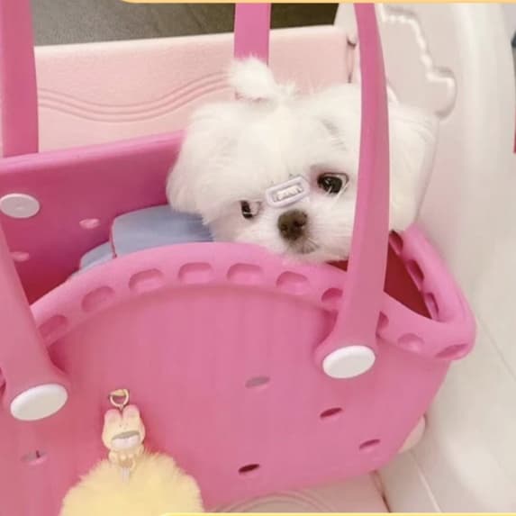 ペット キャリーバッグ 犬用シンプル透かし彫り ペットキャリー