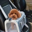 ペット キャリー 犬 通気性抜群メッシュ窓付き折りたたみ式ペットキャリーバッグ